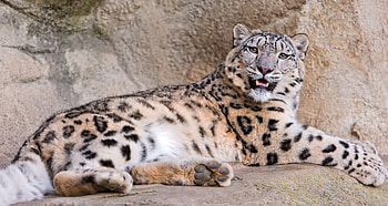 Animals, Stones, Snow Leopard, Grin, Lie, To Lie Down, Predator, Anger HD wallpaper