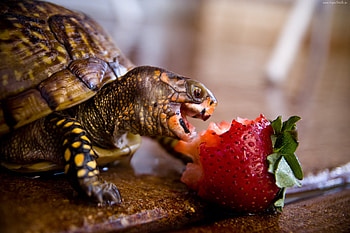 Turtle, other, beautiful, animals HD wallpaper