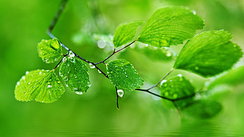 Branch, Go Green HD wallpaper