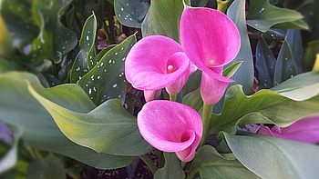 Calla Lily, Decorative plants, Zantedeschia aethiopica, Pink flowers HD wallpaper