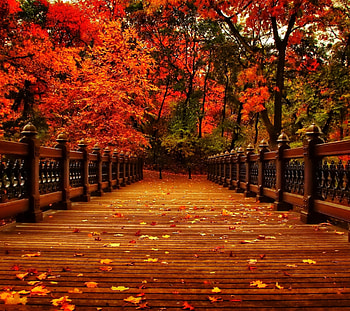 Autumn bridge, Leaves, Falls, Bridge, Trees HD wallpaper