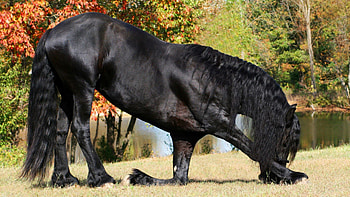 Animals, Rivers, Trees, Horse, Frieze HD wallpaper