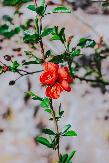 Flowers, Flower, Bloom, Flowering, Branch, Spring HD phone wallpaper