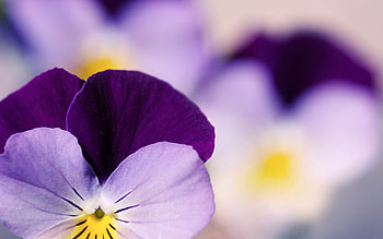 Flower, Plant, Macro, Petals, Colorful, Colourful HD wallpaper