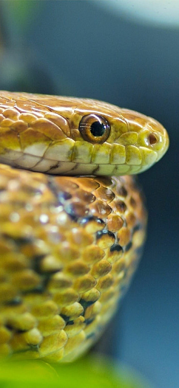 Elaphe, Snakes HD phone wallpaper