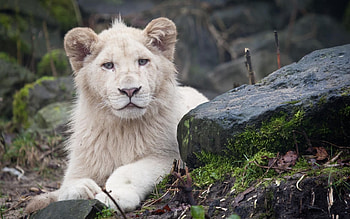 Animals, Lion, Sight, Opinion, Albino HD wallpaper