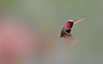 Animals, Humming-Birds, Bird, Wings, Wave, Sweep HD wallpaper