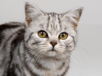 Animals, Cats HD wallpaper