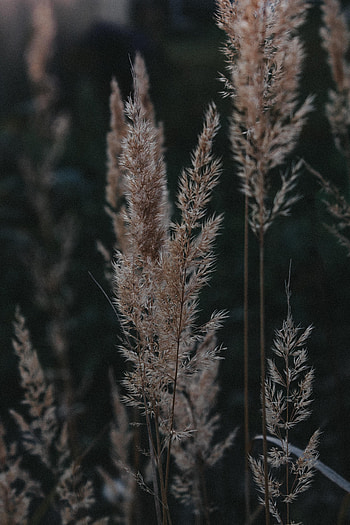 Nature, Grass, Plant, Ears, Dry, Spikes HD phone wallpaper