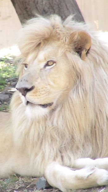 White Lion, Southern African Lion, southern african, lion HD phone wallpaper