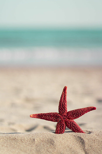 Starfish, Red starfish, Summer beach HD phone wallpaper