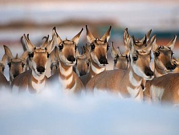 Beautifull Deers, scenery, deers, deer, innocent HD wallpaper