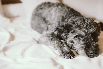 Animals, Lies, Dog, Muzzle, Curly HD wallpaper