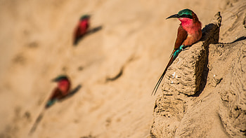 Southern Carmine Bee-eater, Animal, bee-eater HD wallpaper