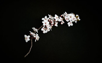 cherry blossom HD wallpaper