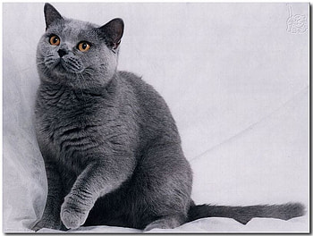 Russian grey, cat, yellow eyes, russian, grey HD wallpaper
