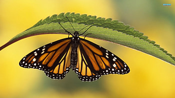 Tiger butterfly, summer, butterfly, spring HD wallpaper
