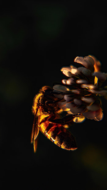 Flower, Macro, Insect, Bee, Clover HD phone wallpaper