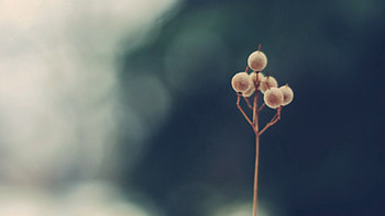 Background, Plant, Macro, Dry, Stem, Stalk HD wallpaper