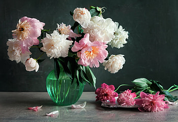 Flowers, Peonies, Drops, Water, Vase HD wallpaper