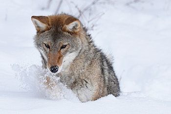 Coyote , Captivating HD wallpaper
