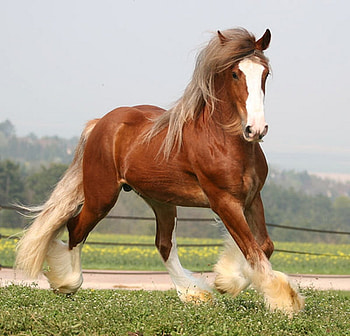 Gypsy Vanner, powerfull, horse, mare, stallion, animals, cavalo, gorgeous, foal HD wallpaper