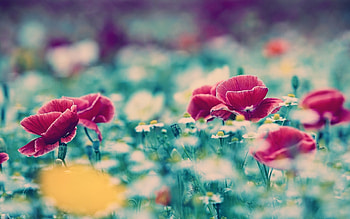 Flower Blur, flowers, blur, graphy HD wallpaper
