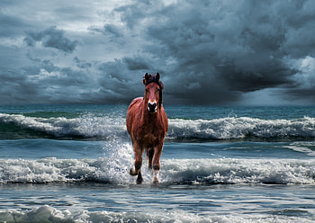 Horse, run, beach, sea waves HD wallpaper