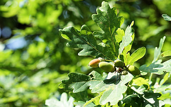 Acorns, leaves, oak, green, tree HD wallpaper