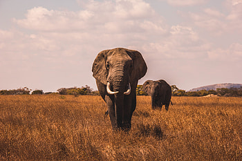 Animals, Grass, Elephants, Stroll HD wallpaper
