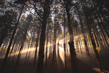 Lights of sun, sunbeams, forest, tree HD wallpaper