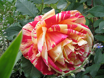 flower HD wallpaper