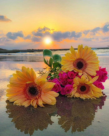 Flowers on the beach, Sky, Sunset, Clouds HD phone wallpaper