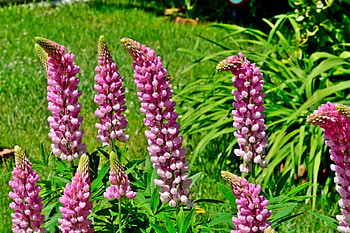 Spring Blossom, purple flowers, beautiful flowers, spring flowers, spring bloom HD wallpaper