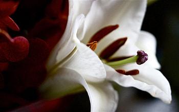 Flower, Macro, Petals, Form, Shadow, Lily HD wallpaper