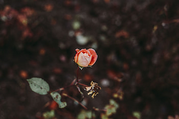 Flowers, Rose Flower, Rose, Bud, Blur, Smooth HD wallpaper
