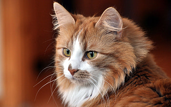 Animals, Cat, Muzzle, Cute Cat, Fluffy Cat, Cool Cat, Funny Cat HD wallpaper