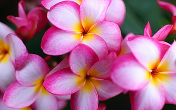 Pink plumerias , Delicate floral display, Botanical grace, Captivating blooms HD wallpaper