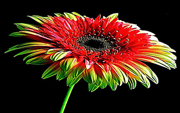 Moonlight Romance, pretty, flower, romance, beauty, blossom HD wallpaper