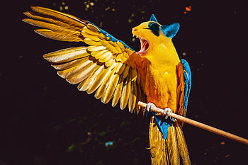 Funny, Animals, Parrots, Cat, hop, Joke HD wallpaper