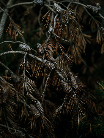 Nature, Cones, Pine, Wood, Tree, Branches, Needles HD phone wallpaper