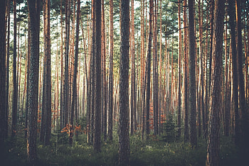 Pine tree wonder, Natural beauty, Forest landscape, Tranquil setting HD wallpaper