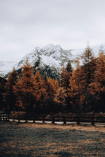 Nature, Trees, Snow, Mountain, Road, Fence HD phone wallpaper