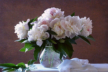 peonies, still life, flowers, graphy HD wallpaper