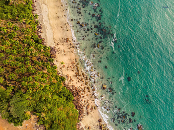 Nature, Trees, Beach, Sand, View From Above, Shore, Bank HD wallpaper