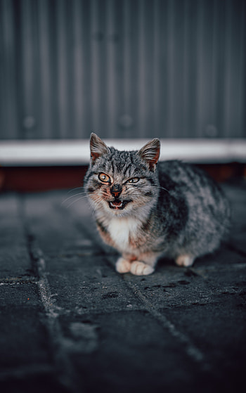 Animals, Cat, Grin, Pet, Grey, Nice, Sweetheart HD phone wallpaper