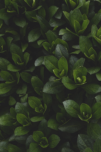 Leaves, Bush, Plant, Dark, Branches HD phone wallpaper