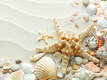 Estrellas conchas arena, Starfish painting kits HD wallpaper