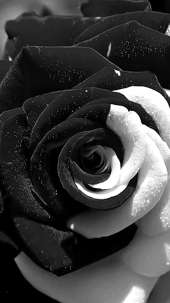 Black Rose, Black And White, Rose HD phone wallpaper