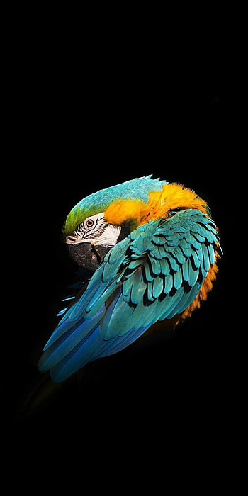 Bird , Parrot HD phone wallpaper